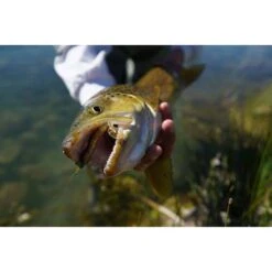 Berkley PowerBait T-Tail Minnow Soft Plastic Lure 2.6in Jalapeno Green / Pumpkin