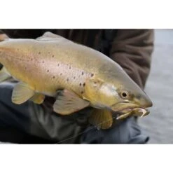 Berkley PowerBait T-Tail Minnow Soft Plastic Lure 2.6in Jalapeno Green / Pumpkin -Fishing Store BCF 524205 02 jalapenogreenpumpkin hi res