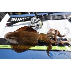 Shimano Sephia Flash Boost Squid Jig 3 Lime B -Fishing Store BCF 599002 02 limeb hi res
