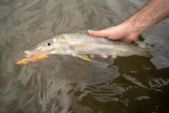 Daiwa Infeet Slippery Dog TG Tune Surface Lure 65mm Krill -Fishing Store BCF 601429 02 krill hi res