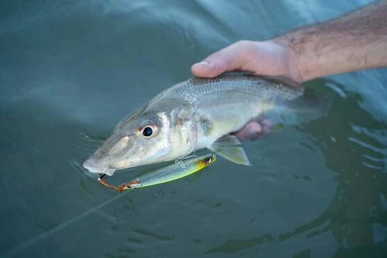 Daiwa Infeet Slippery Dog TG Tune Surface Lure 80mm Krill 3 Daiwa Infeet Slippery Dog TG Tune Surface Lure 80mm Krill