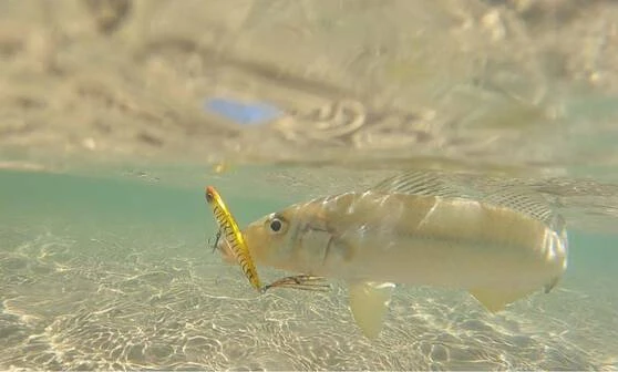 Daiwa Infeet Slippery Dog TG Tune Surface Lure 80mm Krill 4 Daiwa Infeet Slippery Dog TG Tune Surface Lure 80mm Krill - Image 2