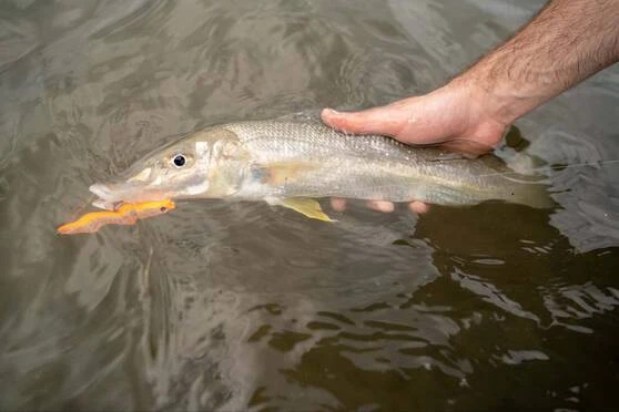 Daiwa Infeet Slippery Dog TG Tune Surface Lure 80mm Krill 5 Daiwa Infeet Slippery Dog TG Tune Surface Lure 80mm Krill - Image 3