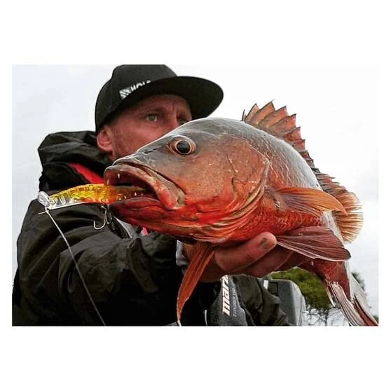 MMD Splash Prawn Surface Lure 70mm Sunburnt Jelly 6 MMD Splash Prawn Surface Lure 70mm Sunburnt Jelly - Image 4