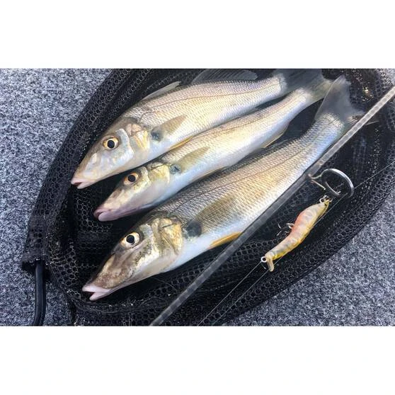 MMD Splash Prawn Surface Lure 70mm Sunburnt Jelly 12 MMD Splash Prawn Surface Lure 70mm Sunburnt Jelly - Image 10