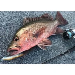 MMD Splash Prawn Surface Lure 70mm Sunburnt Jelly 23 MMD Splash Prawn Surface Lure 70mm Sunburnt Jelly -Fishing Store BCF 605401 10 sunburntjelly hi res