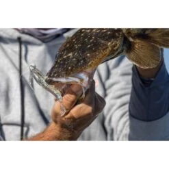 Berkley Powerbait Shrimp Soft Plastic Lure 3in Pink Glitter -Fishing Store BCF 623047 05 pinkglitter hi res