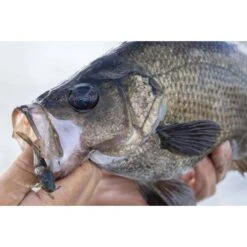 Berkley Powerbait Shrimp Soft Plastic Lure 3in Pink Glitter -Fishing Store BCF 623047 06 pinkglitter hi res