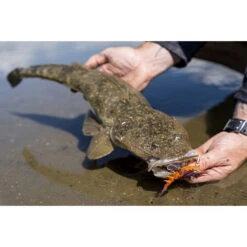 Berkley Shimma Shrimp Soft Vibe Lure 120mm Nuclear Shrimp -Fishing Store BCF 623138 06 nuclearshrimp hi res