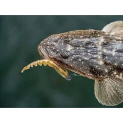 Berkley PowerBait Fan Tail Shrimp Soft Plastic Lure 2in Cappuccino -Fishing Store BCF 637684 06 cappuccino hi res