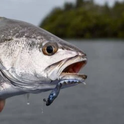 Berkley PowerBait Fan Tail Shrimp Soft Plastic Lure 3in Cappuccino -Fishing Store BCF 637691 04 cappuccino hi res