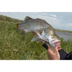 Berkley PowerBait Fork Tail Minnow Soft Plastic Lure 5.5in Blue Shiner Gold -Fishing Store BCF 637710 01 blueshinergold hi res