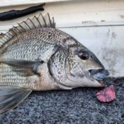 Blue Lip Baits Micro Mussel H Lure 3cm Dark Knight