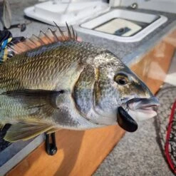 Blue Lip Baits Micro Mussel H Lure 3cm Dark Knight -Fishing Store BCF 653371 03 darkknight hi res