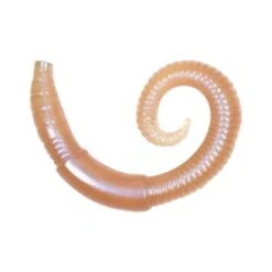 Lunkerhunt River Worm Soft Plastic Lure 2in Dew Worm